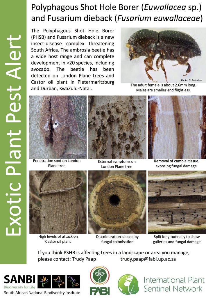 PSHB – Cape Citizen Science